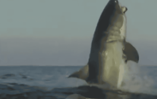 Video of The Biggest Shark Ever Leaves News Anchor Speechless