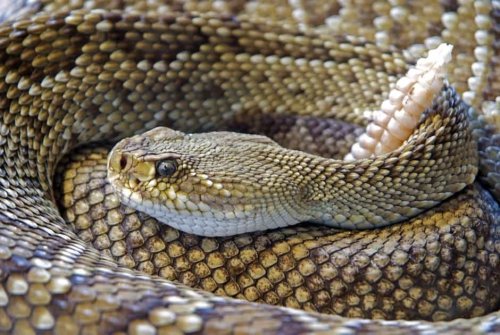 14 Most Dangerous Snakes Found After Heavy US Rains