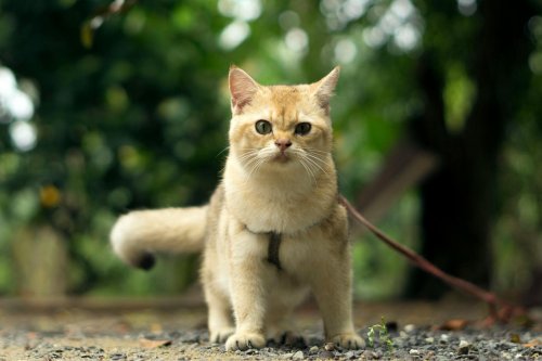 Can You Train a Cat Like a Dog?