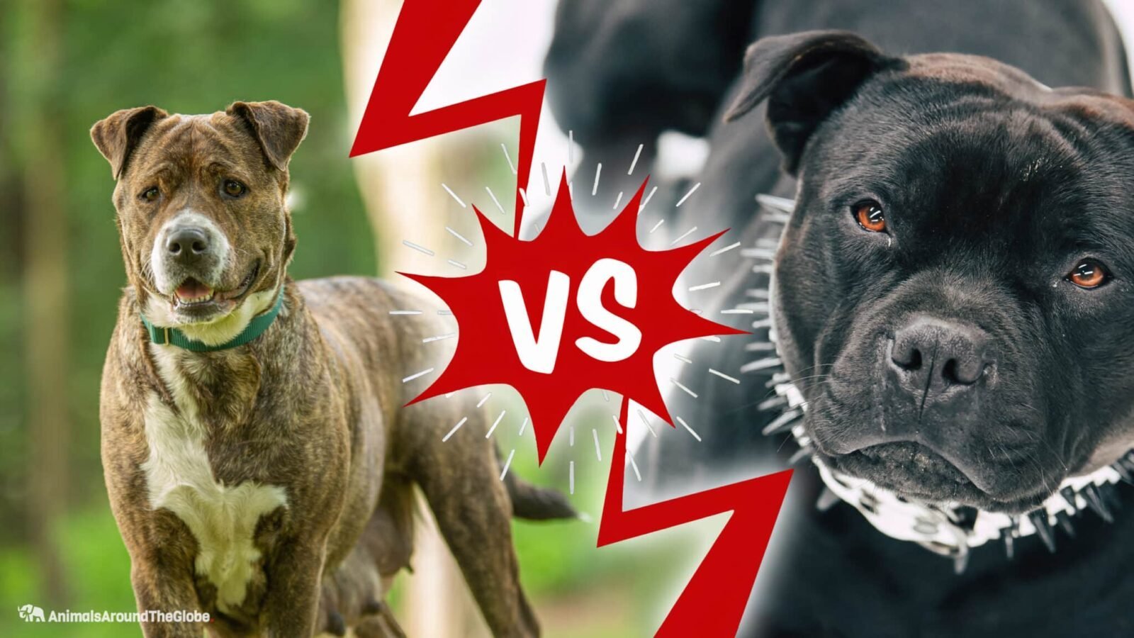 Dog Breed Comparison American Staffordshire Terrier vs. Pitbull