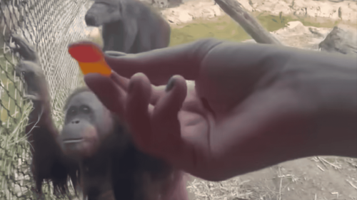 Clever Orangutan Demands Gummy After Searching Zoo Visitor’s Bag