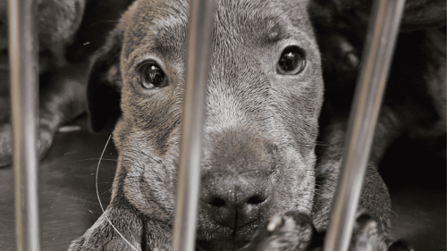 11 Helpless Puppies Abandoned at Busy Intersection Beg To Be Rescued