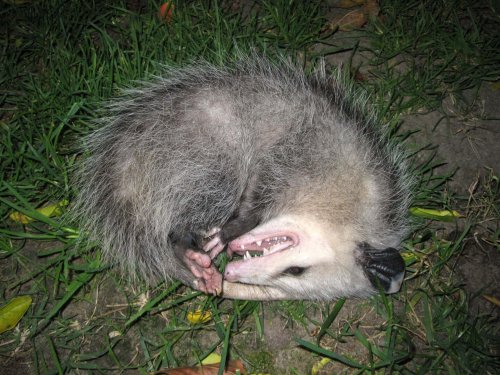 14 Unbelievable Survival Tactics in the Animal World