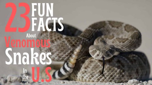 23 Fun Facts About Venomous Snakes in the U.S. That you Probably Didn't Know