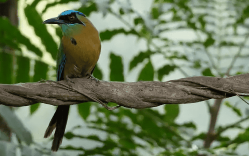 How Animals Adapt to Changing Rainfall Patterns