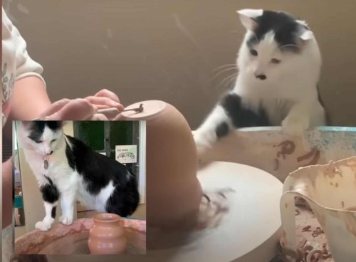 Meet The Cat That Loves Helping Her Mama Make Pottery