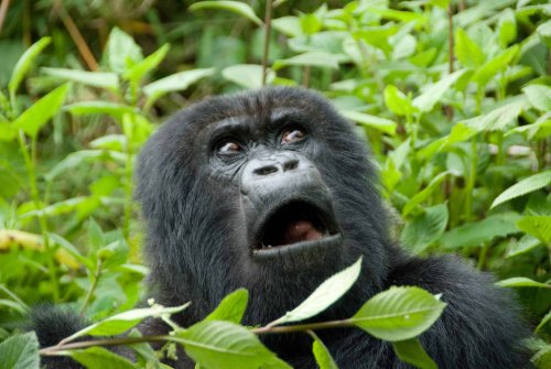 Watch Viral Video of Zookeeper Trapped with Silverback Gorilla