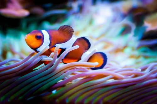 Great Barrier Reef Waters Reach Hottest Levels in 400 Years