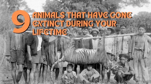 9 Animals That Have Gone Extinct During Your Lifetime