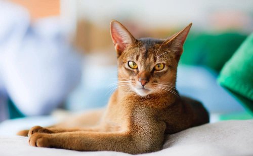 Cats