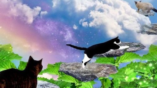 Your Cat Dreams About 10 Things He Loves But Never Gets