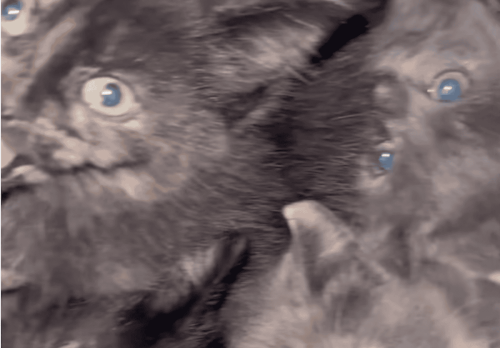 Kittens Found Inside A Large Vase