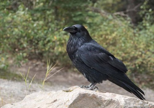 Why Crows Are Smarter Than We Ever Imagined