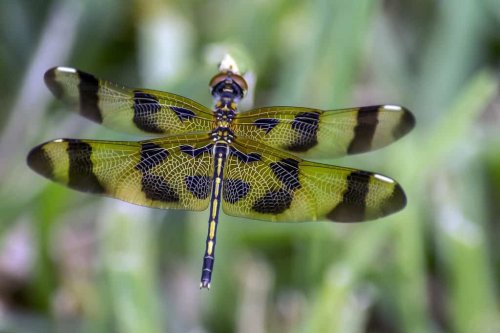 13 Facts About Animal Migration That Will Amaze You