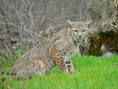 12 Deadliest Predators You’ll Find in US States