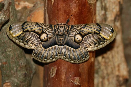 How Certain Insects Use Sound Waves to Stun Their Prey