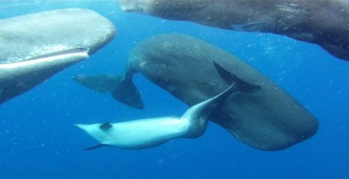 Sperm Whales' Heartwarmingly Adopts Dolphin with Deformed Spine