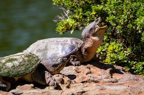 13 Animals That Call the Great Lakes Home