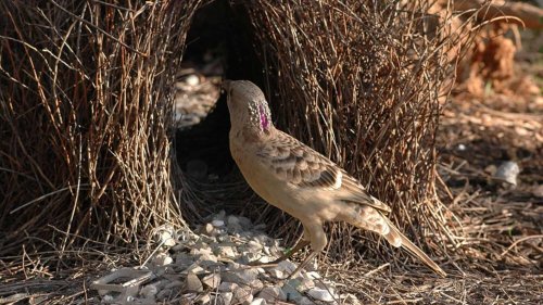 How Bowerbirds Build Elaborate Nests to Attract Mates