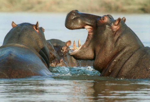 What Happens If a Crocodile Fights a Hippo?