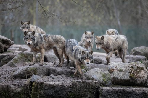 How 14 Wolves Completely Changed Yellowstone National Park