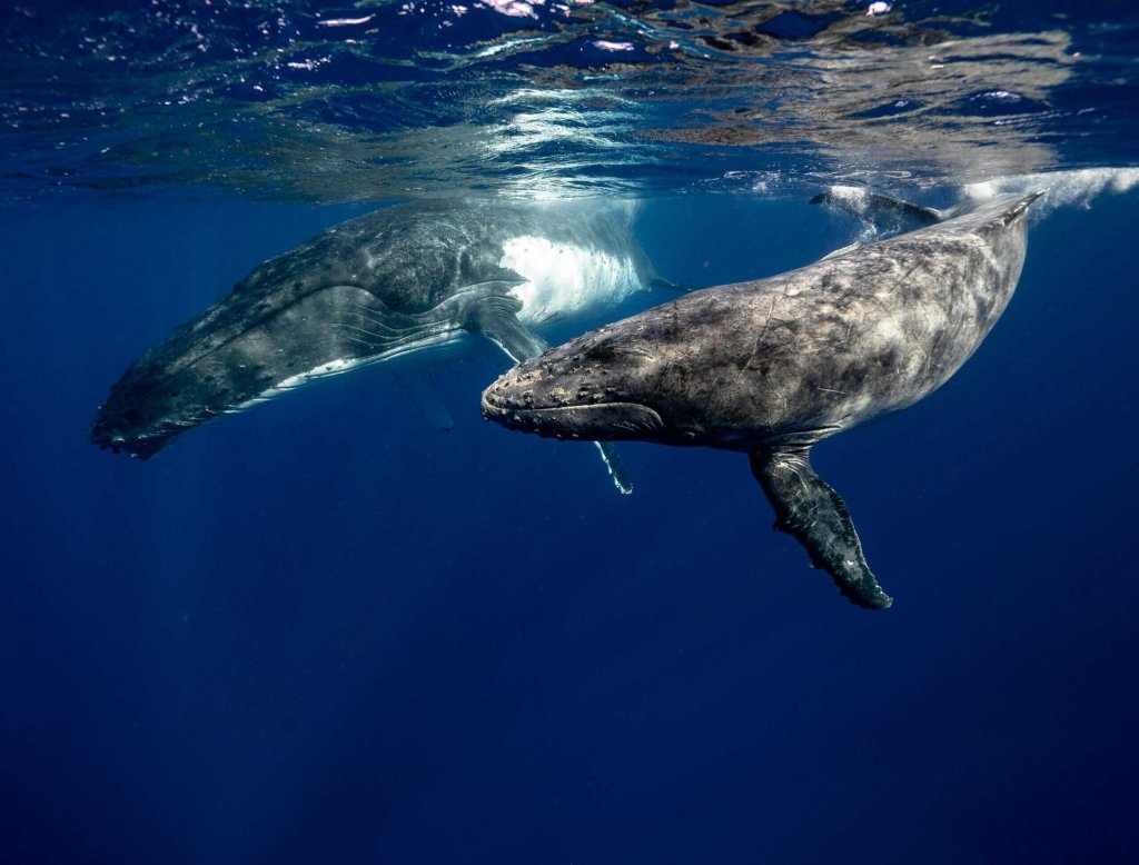 WHALES & OCEAN