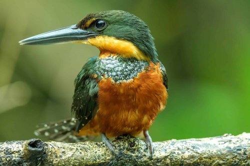 30 Fascinating Birds in the Amazon Rainforest