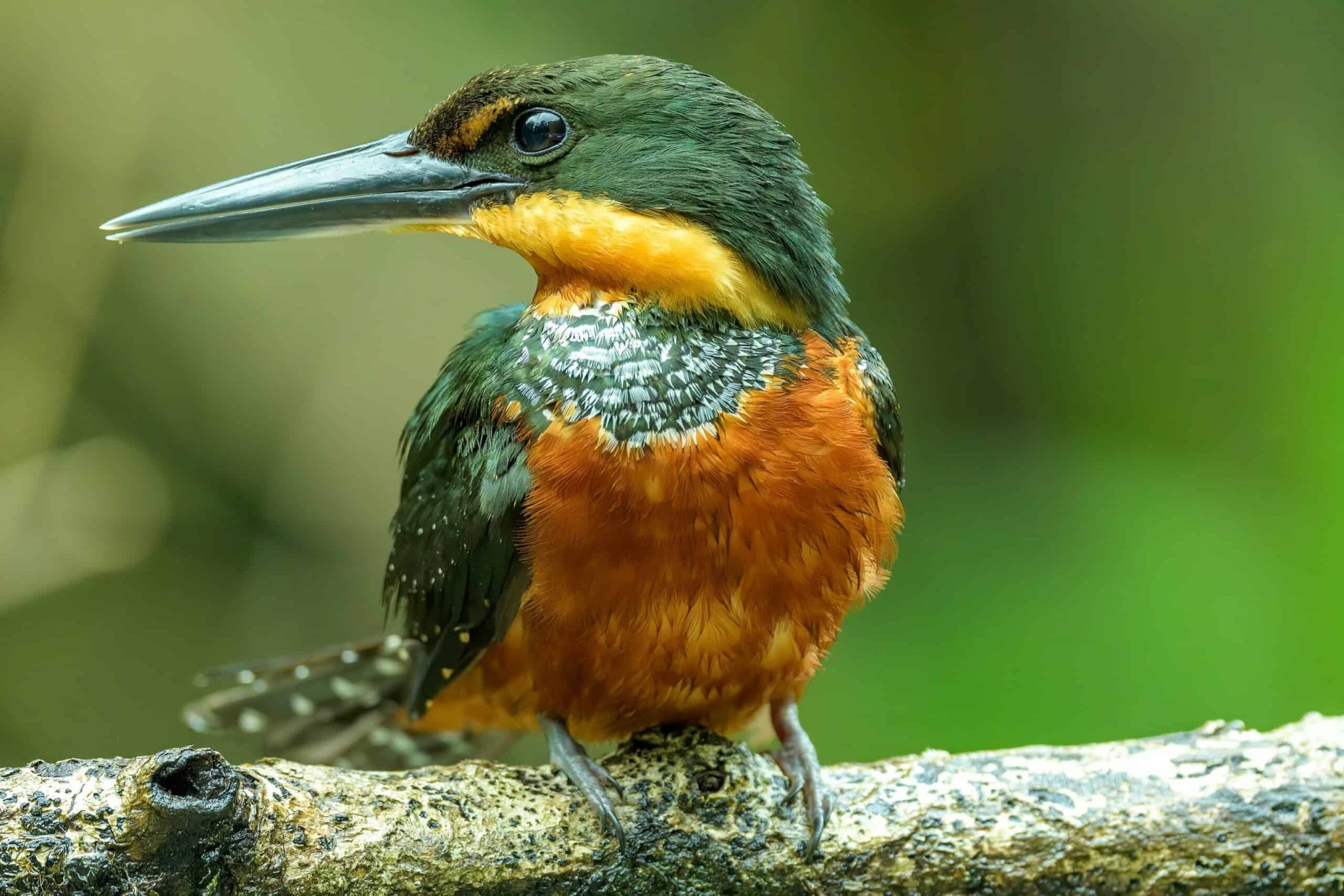 30 Fascinating Birds in the Amazon Rainforest