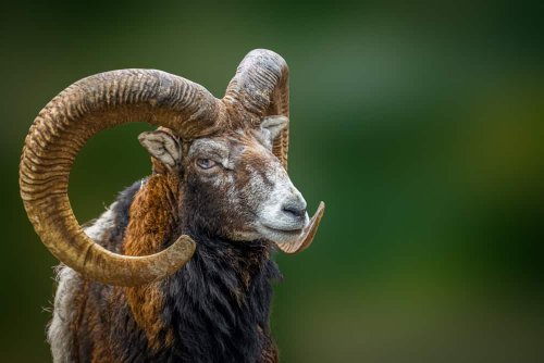 13 Animals That Changed the Course of Science