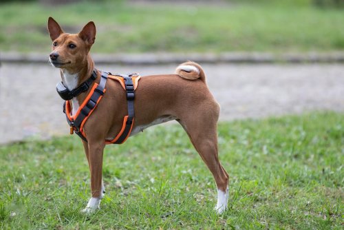 The Fastest Dog Breeds That Rival Cheetahs
