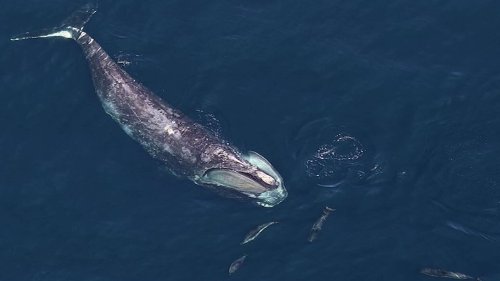 8 Incredible Facts About the Blue Whale