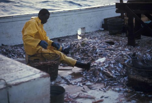 How a Fisherman’s Shocking Discovery Led to a Scientific Breakthrough