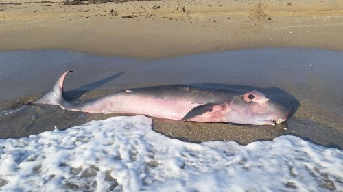 Pygmy Sperm Whales Beach Themselves near Cape Town