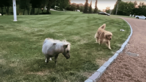 A Horse Smaller Than His Golden Retriever Siblings