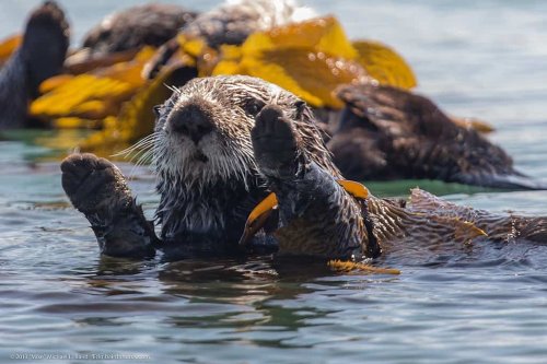 How Sea Otters Are Saving Coastal Ecosystems