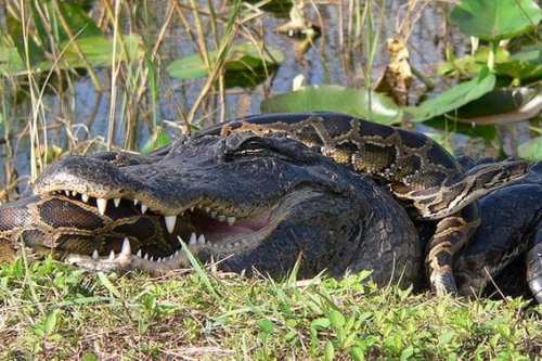 Burmese Pythons Decimate Massive Alligator in the Everglades, Florida