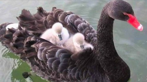 Watch: Baby Black Swan Chick Hitches A Ride On Its Mother Back