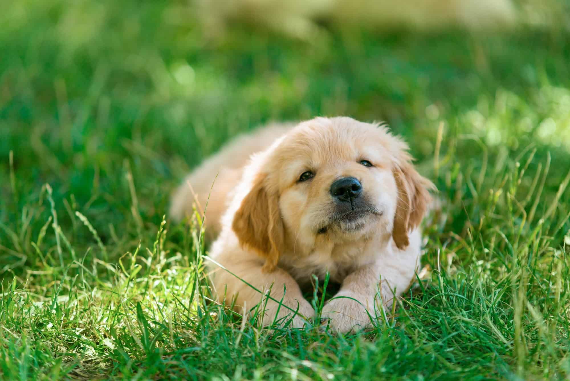 Dogs cover image
