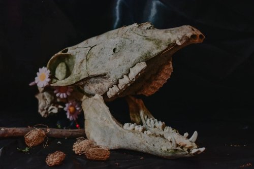 This Newly Unearthed Dinosaur Had 500 Teeth