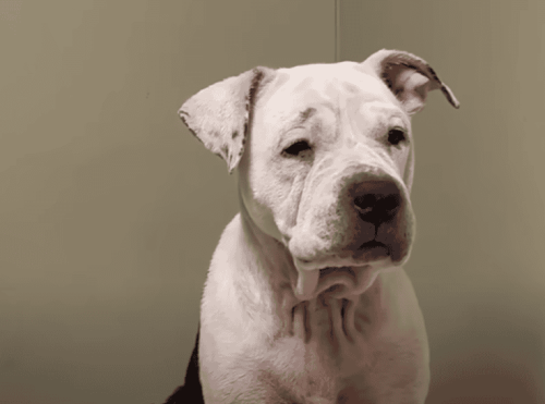 Lonely Senior Dog Shut Down in Shelter Finds a Reason to Run Again