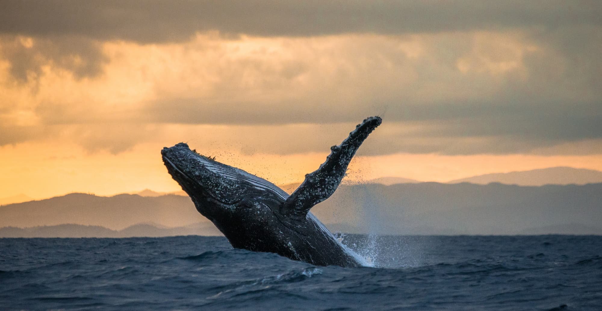 Surprising Animal Allies to Fight Climate Change