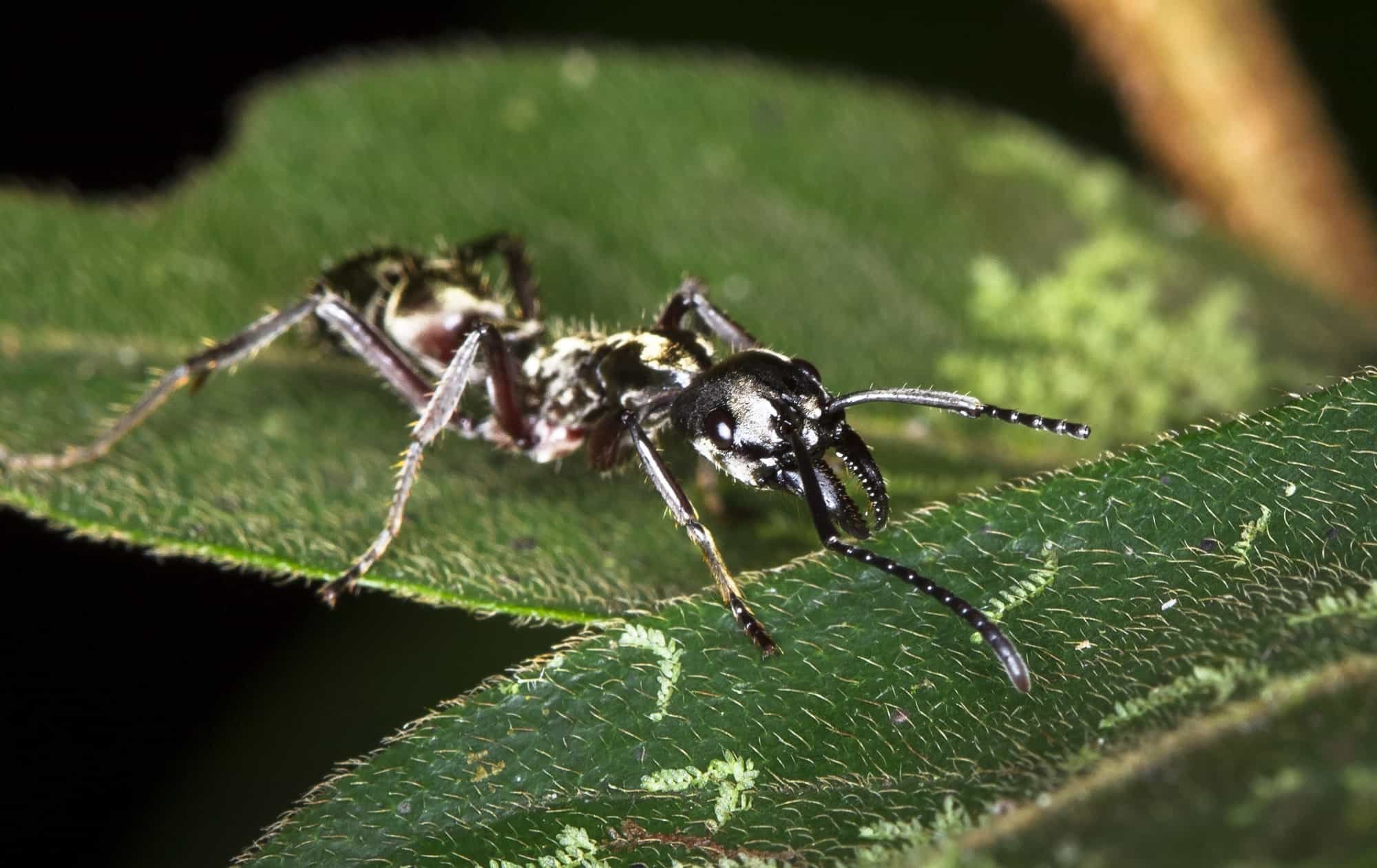 Weird & Bizarre Animals in the Amazon Rainforest