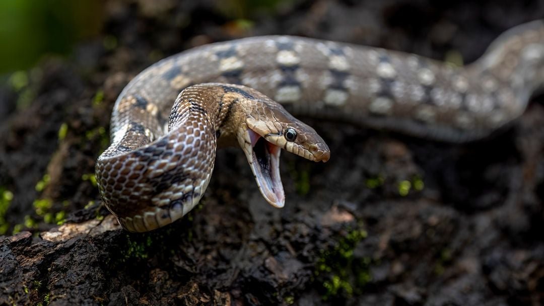 Know These 6 Sounds Before Hiking in Snake Territory - Animals Around The Globe