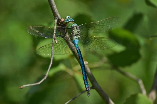 Dragonflies Have a Surprising Symbolic Meaning; Here's What it Means When Seeing One