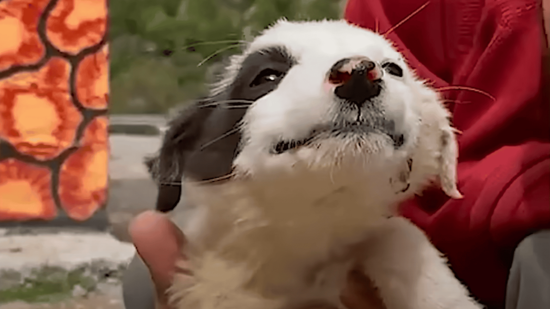 Dog Has the Biggest Smile on Her Face After Being Rescued