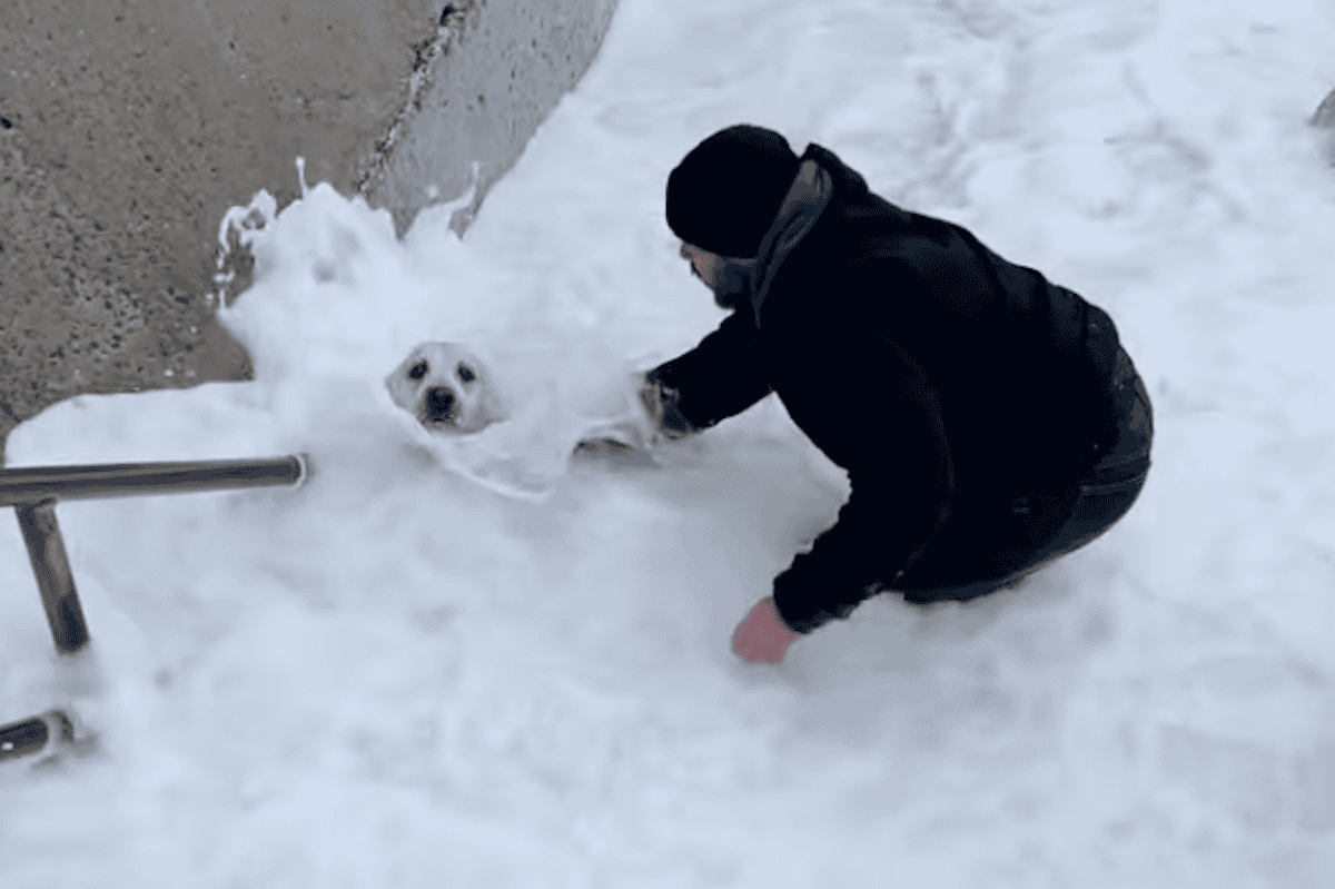 Stranger Rescues A Dog Stranded by Waves