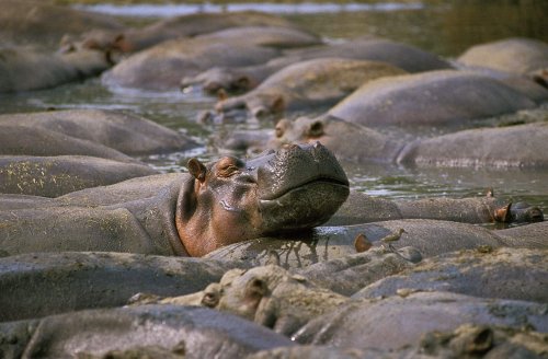 Pablo Escobar's Hippos Causing a Conservation Conundrum in Colombia