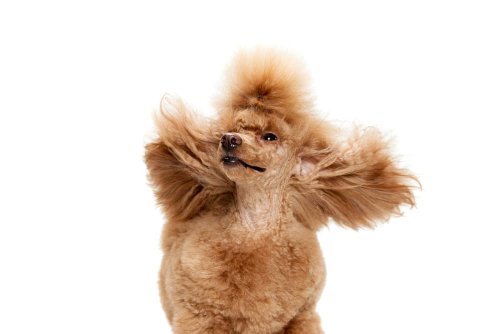 30 Fashionable Animals in the US