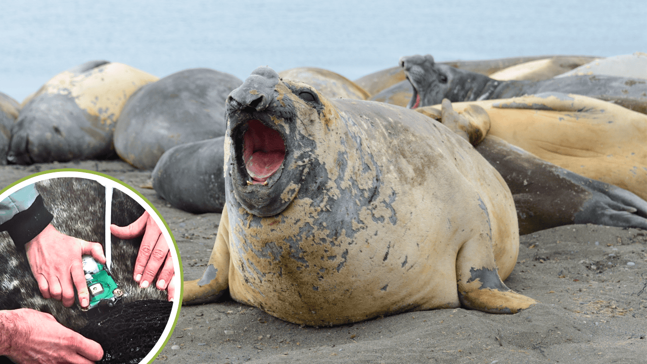 How Tagging Seals with Sensors is Helping Scientists Acquire Invaluable Data in Climate Change Research