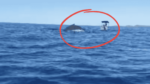Terrifying Whale Encounter Off Queensland Coast - Boater Left Unconscious